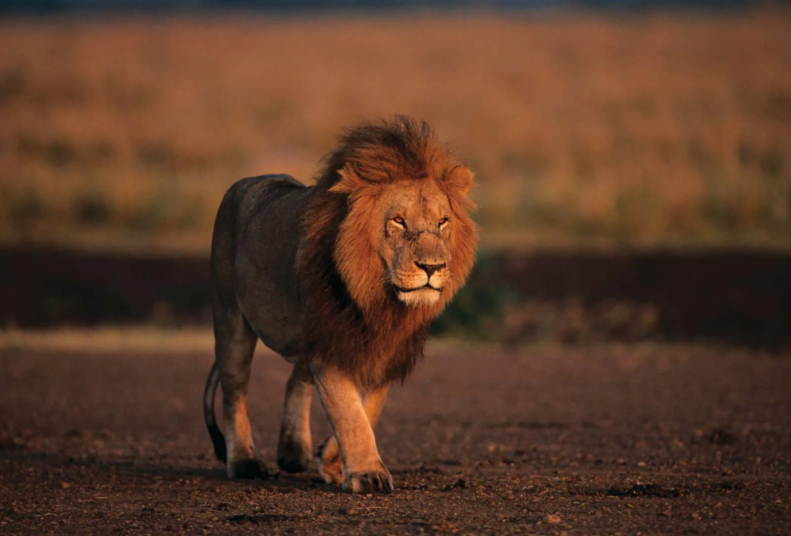 Tragedy as lion kills 35-year-old worker in Obasanjo’s Zoo