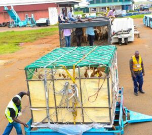 Kenya Exports 50 Special Dairy Cows To Nigeria